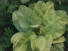 White-letter Hairstreak feeding damage - Andrew Middleton